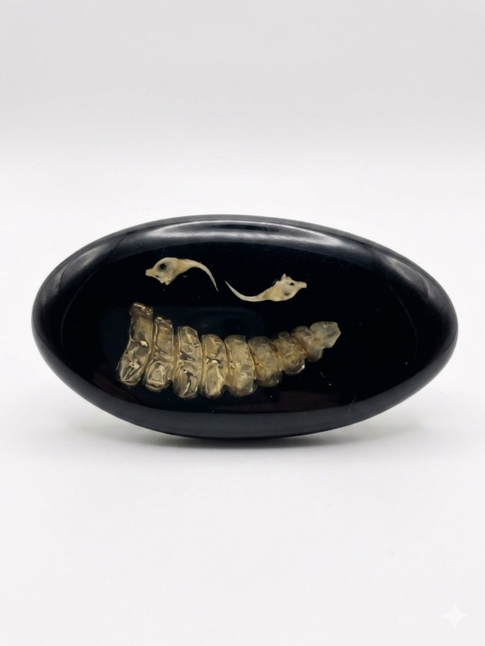 Orthoceras Fossil Black Enamel Encased Belt Buckle